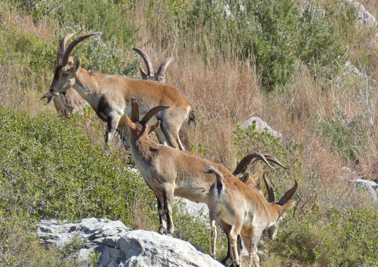 Bouquetin Sierra de Montgri Photo Hervé BAZIA